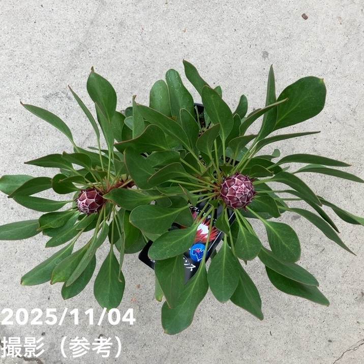 キングプロテア リトルプリンス（2花付き）5号苗 PVP｜花木10-TU