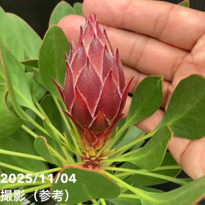 キングプロテア リトルプリンス（2花付き）5号苗 PVP｜花木10-TU