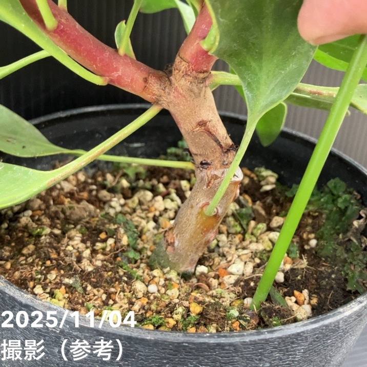 キングプロテア リトルプリンス（2花付き）5号苗 PVP｜花木10-TU