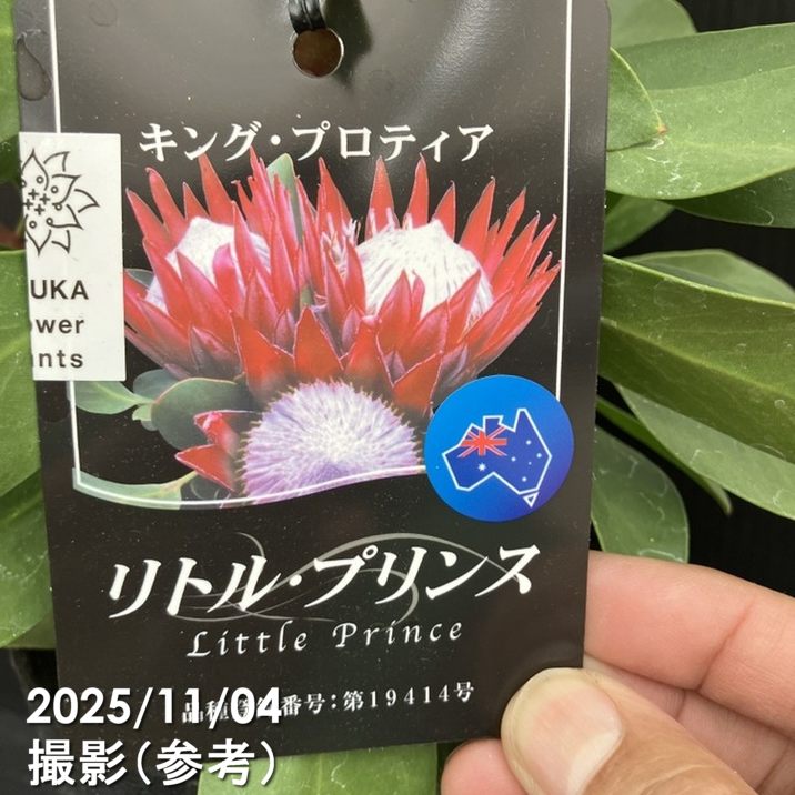 キングプロテア リトルプリンス 2個セット キングプロテア リトルプリンス（2花付き）5号苗 PVP｜花木10-TU