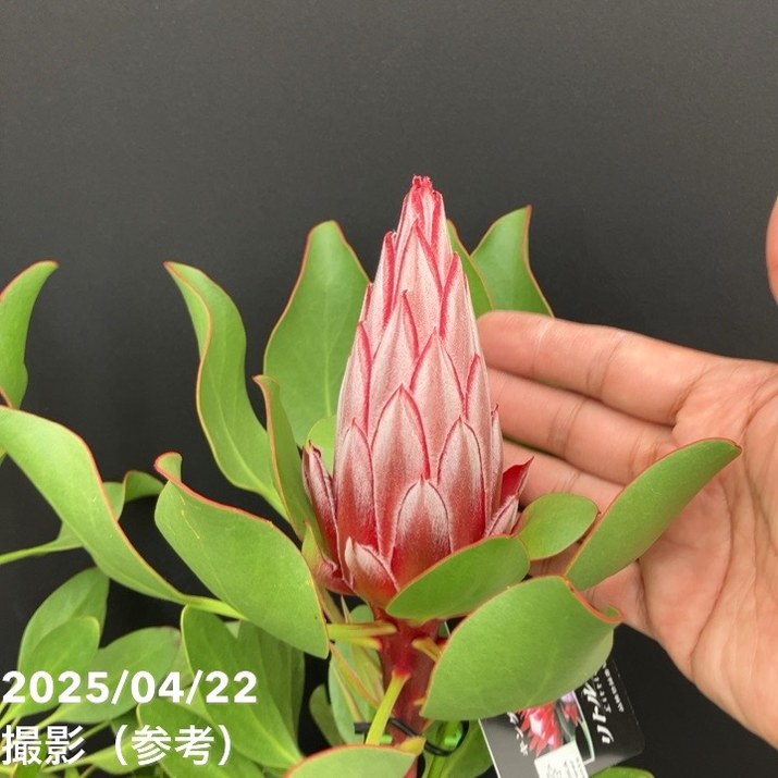 数量限定】キングプロテア リトルプリンス（2花付き）5号苗 PVP