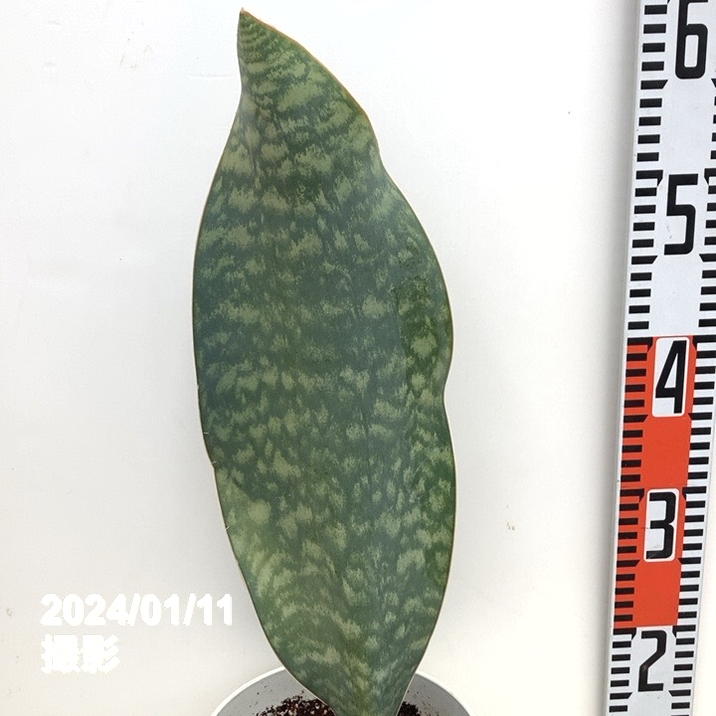 まさまるさん！希少！ユーカリ【アルビダ】観葉植物‼️6号鉢‼️3鉢