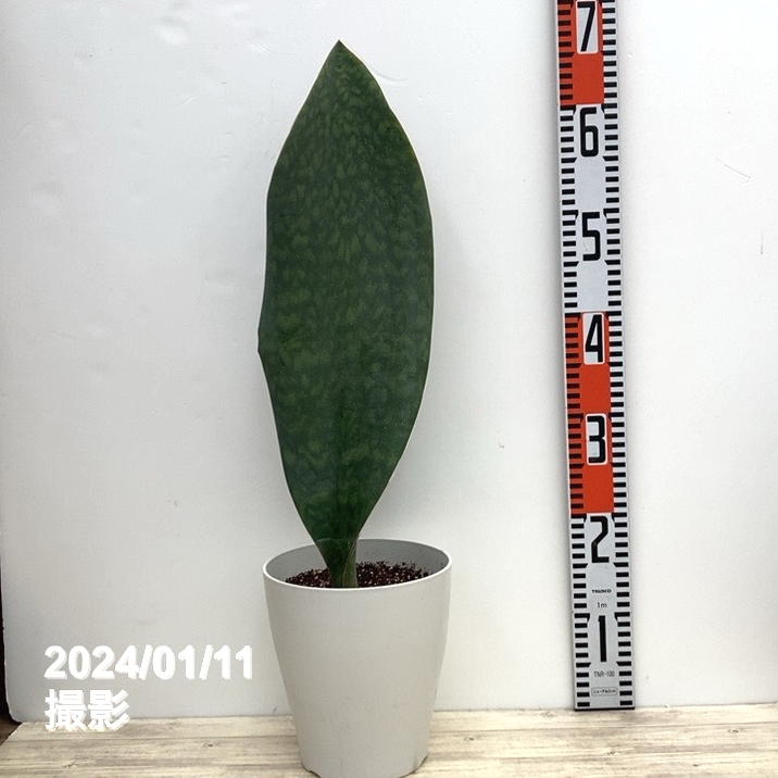 サンスベリア 6号 マッソニアナ（1枚葉）白プラ鉢仕様｜観葉02-D2