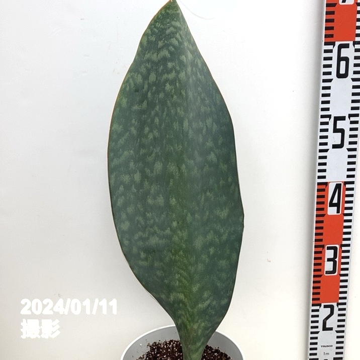 サンスベリア 6号 マッソニアナ（1枚葉）白プラ鉢仕様｜観葉02-D2