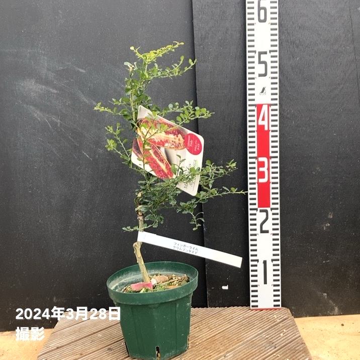 フィンガーライム　苗　クリムゾンタイド　カクテルツリー用に◎ 園芸ネット本店｜フィンガーライム：クリムゾンタイド4.5-5号ポット の