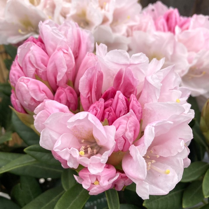 西洋シャクナゲ 7号 モーニングマジック｜花木10-D1 | 花木・庭木