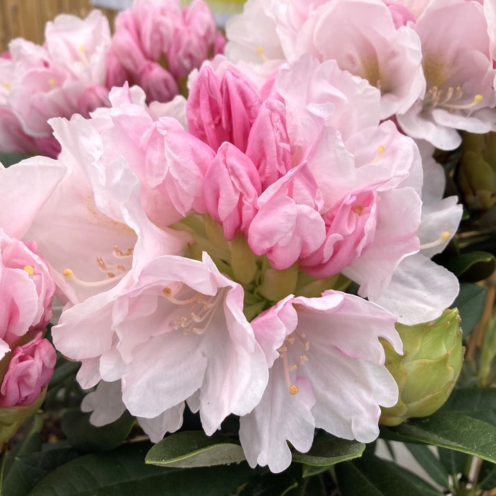 西洋シャクナゲ 7号 モーニングマジック｜花木10-D1 | 花木・庭木