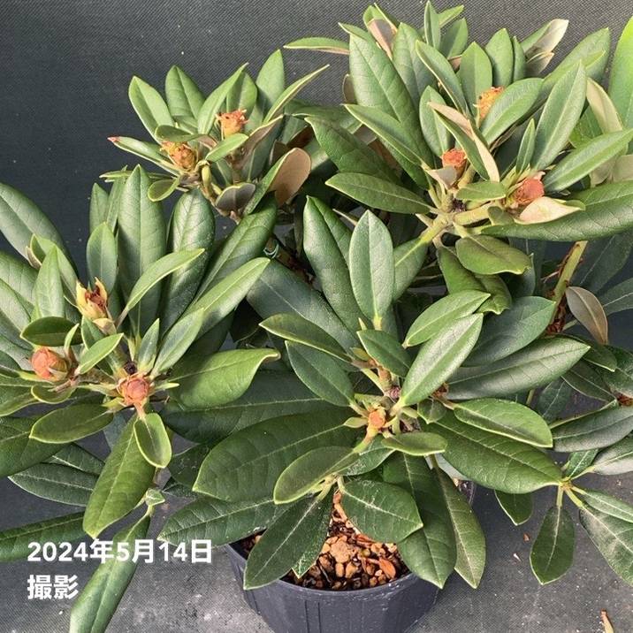 西洋シャクナゲ 石楠花 9号鉢 蕾付き 5年生 【公式通販】