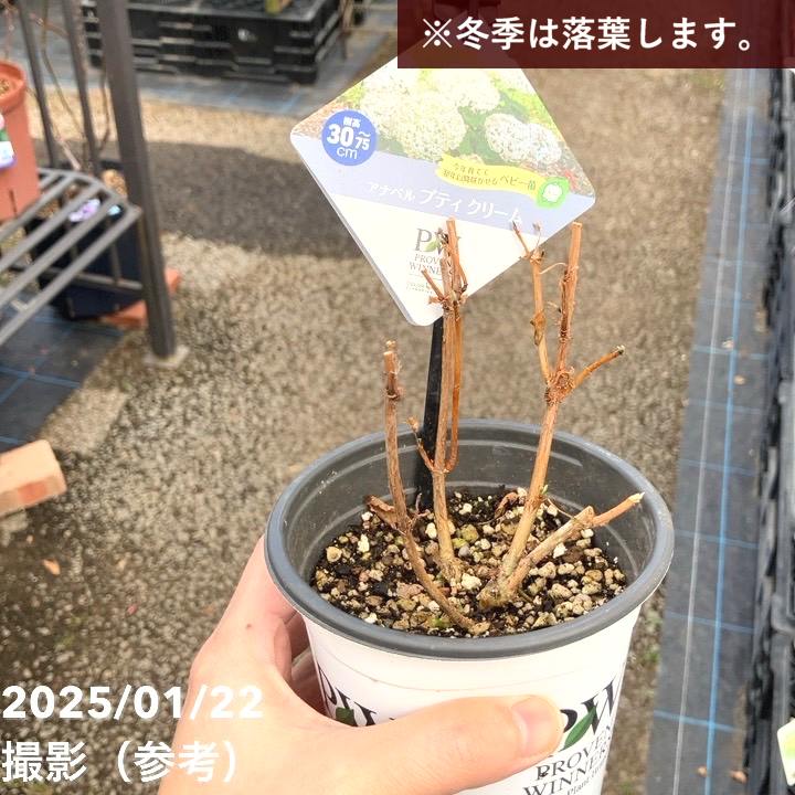 PW アナベル プティクリーム 3.5号 PVP｜花木04-PA | 花木・庭木