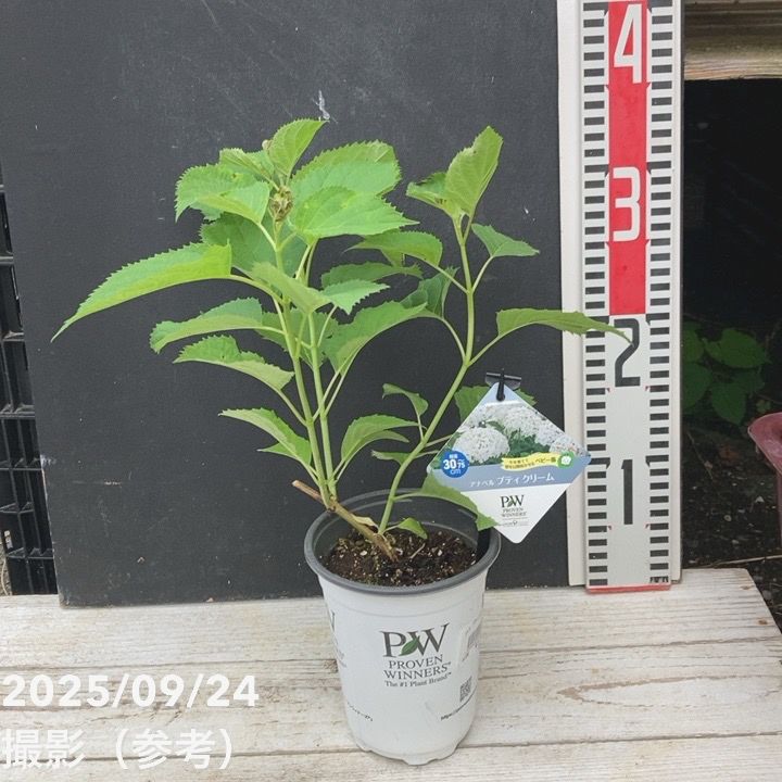 PW アナベル プティクリーム 3.5号 PVP｜花木04-PA | 花木・庭木