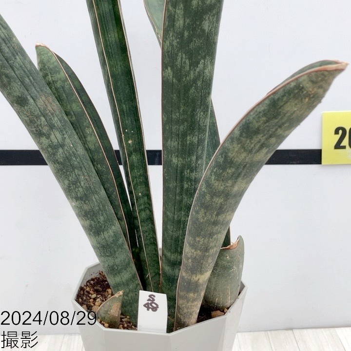 現品お届け】サンスベリア 4.5号 ベースボールバット 白プラ鉢