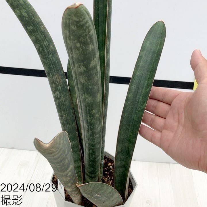 サンスベリア　ベースボールバット サンセベリア：ハリーベースボールバット 3号ポット の通販