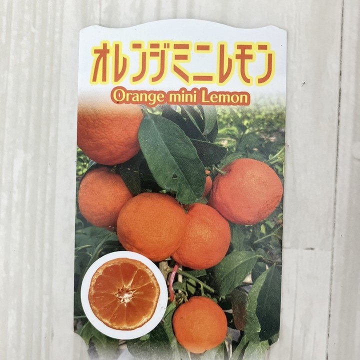 Nommi 果然有趣 V3 果物シリーズ オレンジ レモン りんご Nommi 果然有趣 V3 果物シリーズ フルーツ りんご - メルカリ