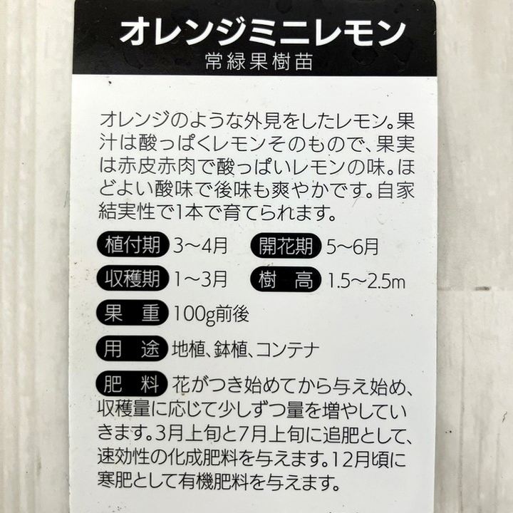 実付き＞オレンジミニレモン 6号｜果樹10-TU | 果樹,柑橘,レモン