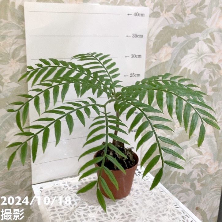 リュウビンタイ 3.5号｜観葉04-PA | 観葉・多肉 | 赤塚植物園