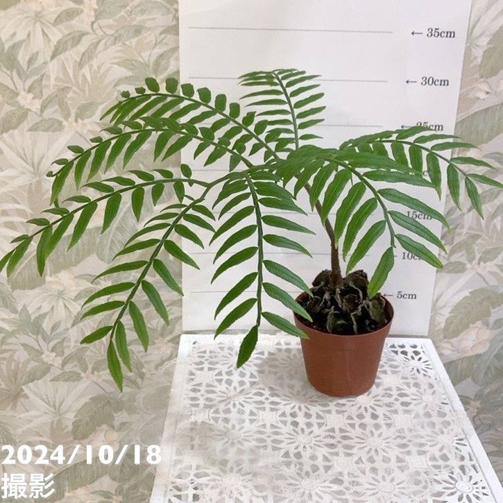 リュウビンタイ 3.5号｜観葉04-PA | 観葉・多肉 | 赤塚植物園