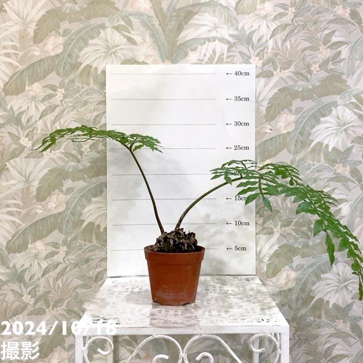 リュウビンタイ 3.5号｜観葉04-PA | 観葉・多肉 | 赤塚植物園