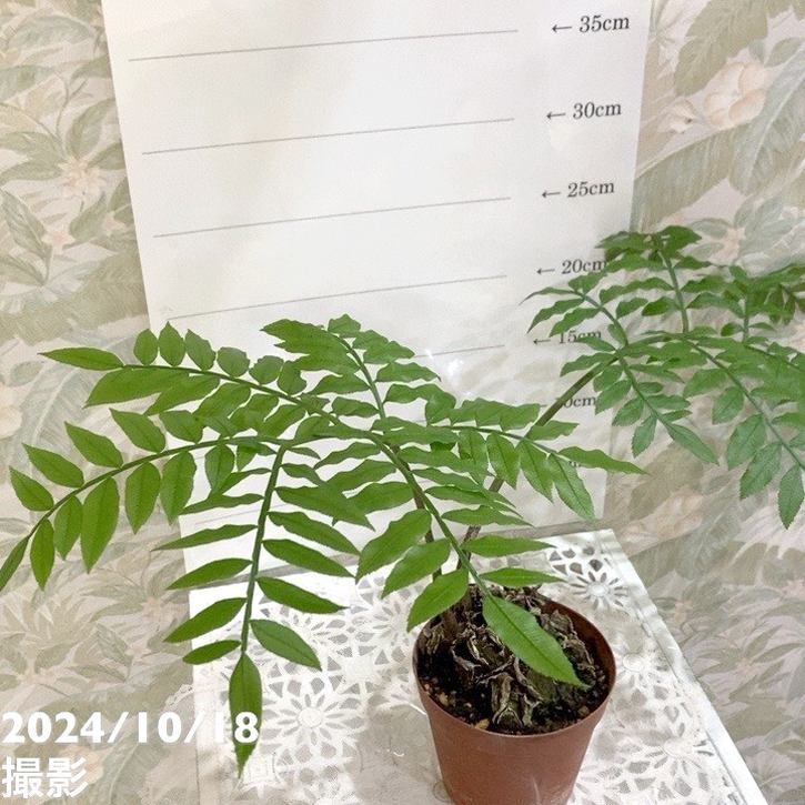 リュウビンタイ 3.5号｜観葉04-PA | 観葉・多肉 | 赤塚植物園