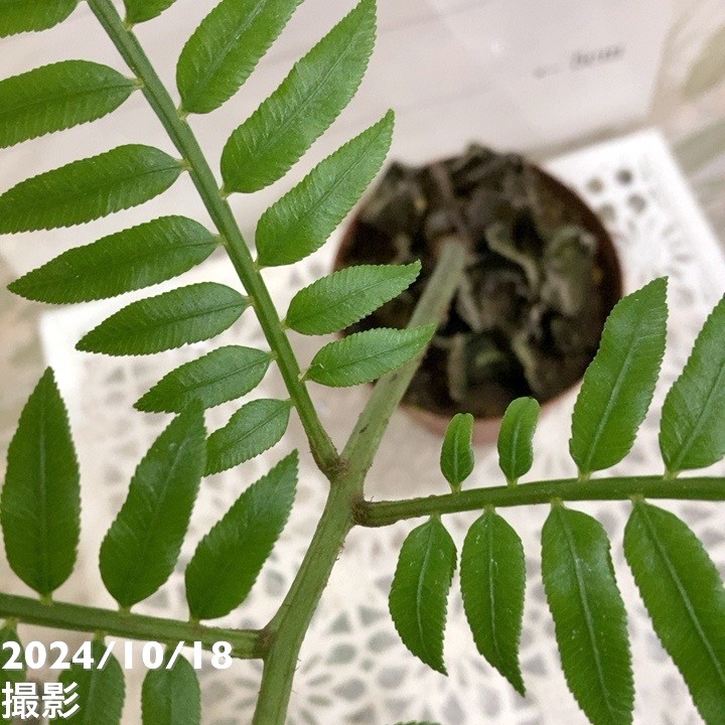リュウビンタイ 3.5号｜観葉04-PA | 観葉・多肉 | 赤塚植物園