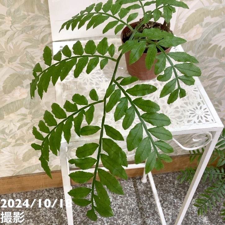 リュウビンタイ 3.5号｜観葉04-PA | 観葉・多肉 | 赤塚植物園