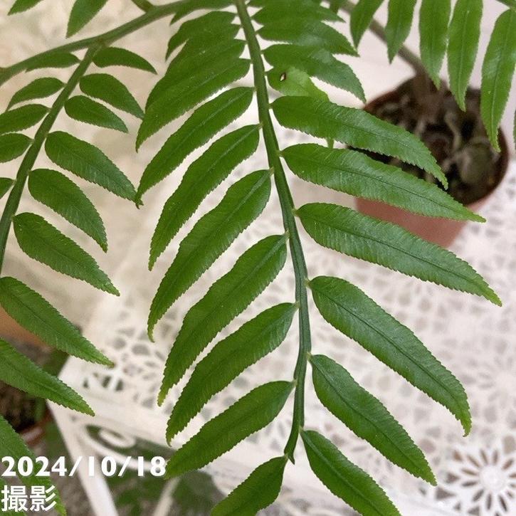 リュウビンタイ 3.5号｜観葉04-PA | 観葉・多肉 | 赤塚植物園