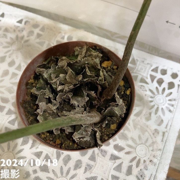 リュウビンタイ 3.5号｜観葉04-PA | 観葉・多肉 | 赤塚植物園
