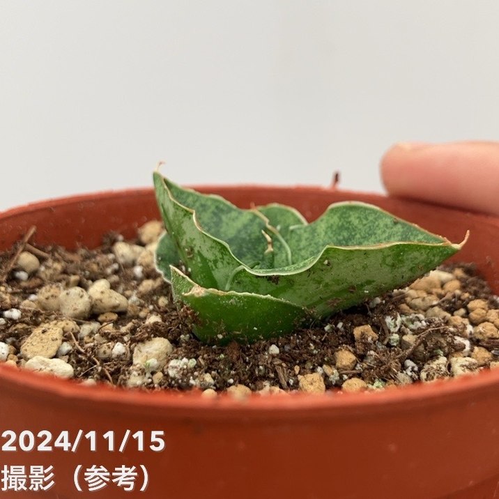 サンスベリア 3号 ミニローズ Mini Rose（子株）｜観葉02-D2 | 観葉