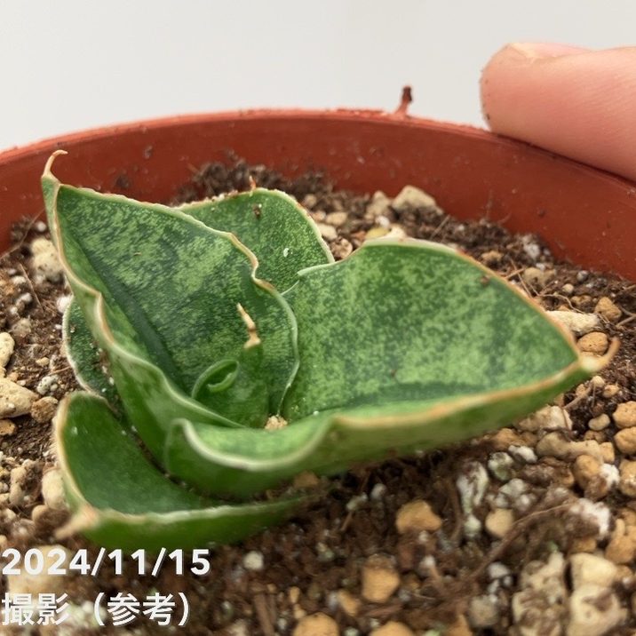 サンスベリア 3号 ミニローズ Mini Rose（子株）｜観葉02-D2 | 観葉