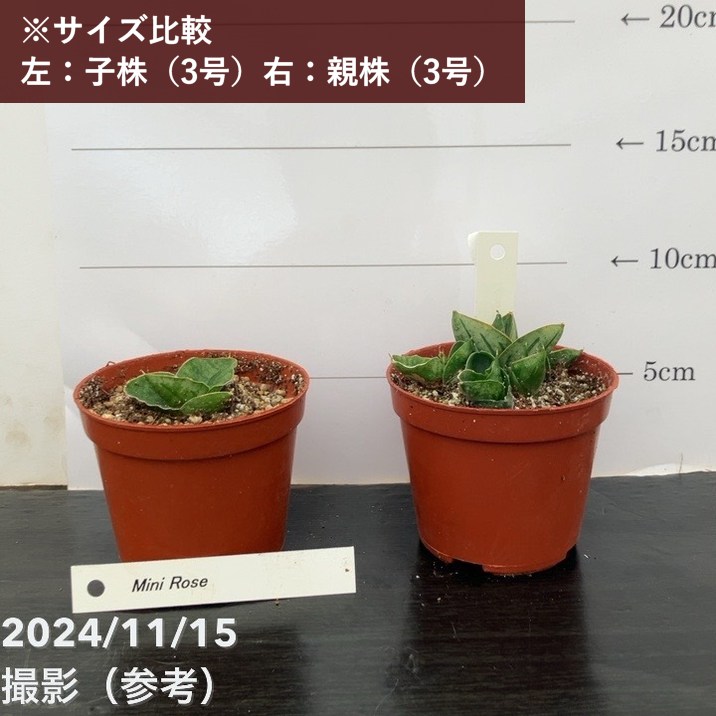 サンスベリア 3号 ミニローズ Mini Rose（子株）｜観葉02-D2 | 観葉