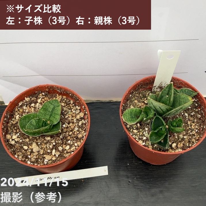 期間限定10％OFF！】サンスベリア 3号 ミニローズ Mini Rose（子株