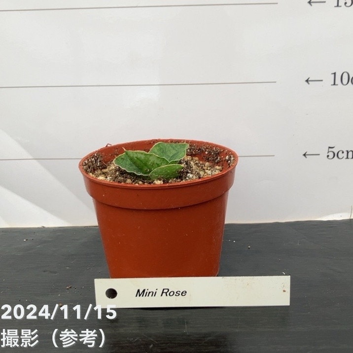 サンスベリア 3号 ミニローズ Mini Rose（子株）｜観葉02-D2 | 観葉