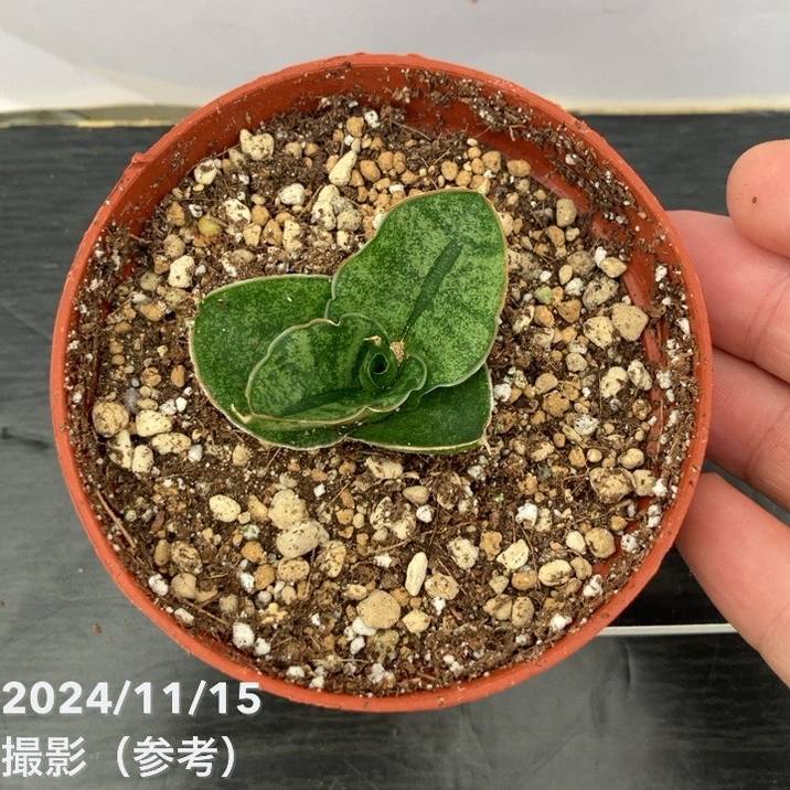 サンスベリア 3号 ミニローズ Mini Rose（子株）｜観葉02-D2 | 観葉