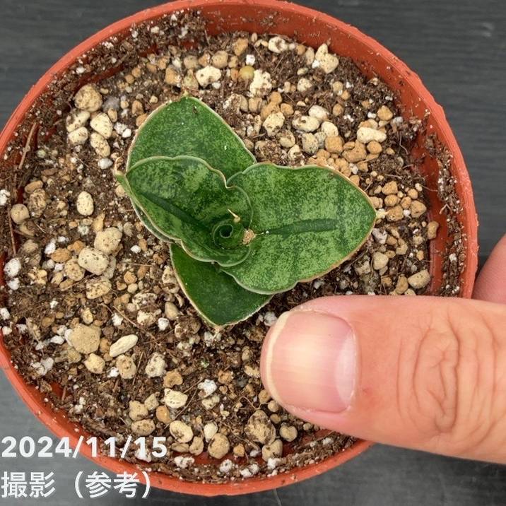 サンスベリア 3号 ミニローズ Mini Rose（子株）｜観葉02-D2 | 観葉