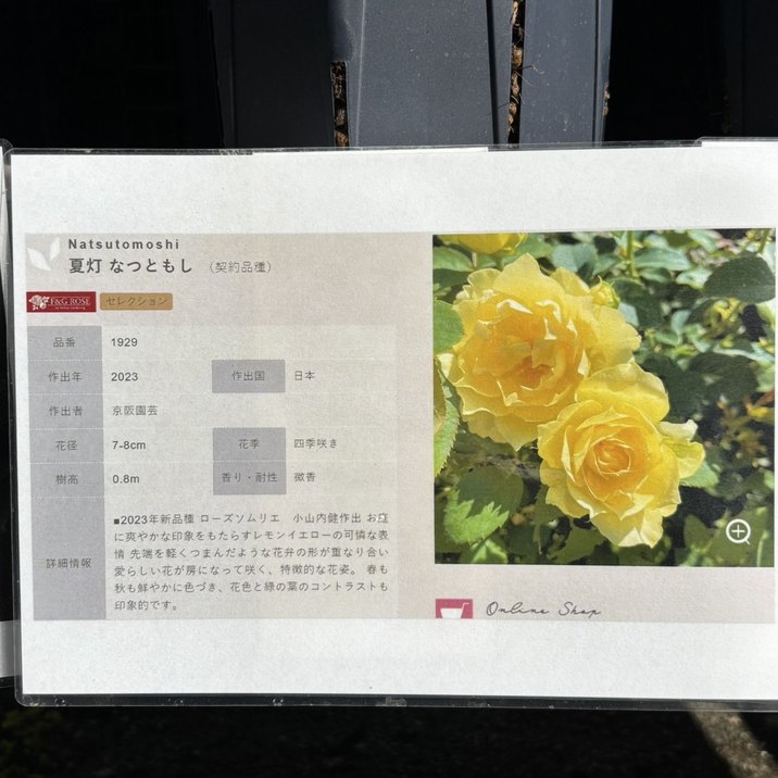 バラ大苗 夏灯 なつともし 7号 京阪園芸｜花木04-PA | 花木・庭木,バラ