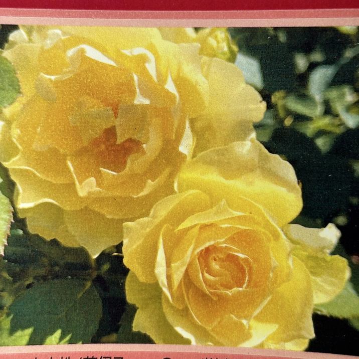 バラ大苗 夏灯 なつともし 7号 京阪園芸｜花木04-PA | 花木・庭木,バラ