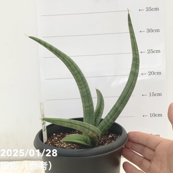 サンスベリア ベラ プラチナム ホワイト サンスベリア ベラ プラチナム ホワイト