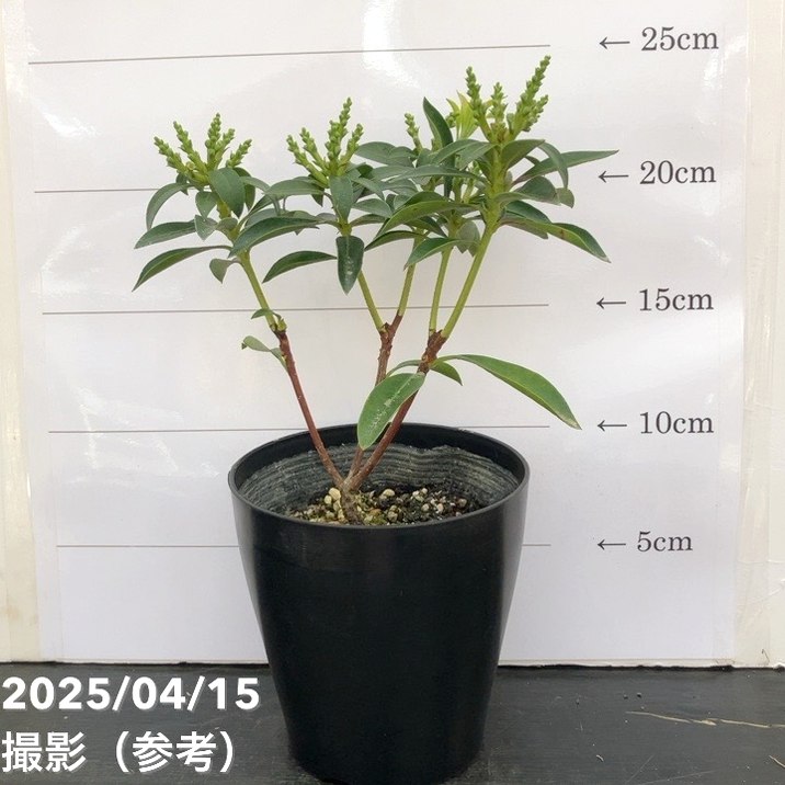 <花芽付き>カルミア エルフ 4号|花木01-D1