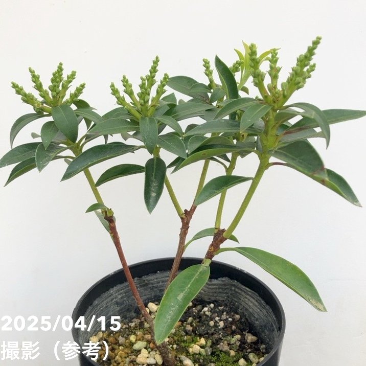 <花芽付き>カルミア エルフ 4号|花木01-D1