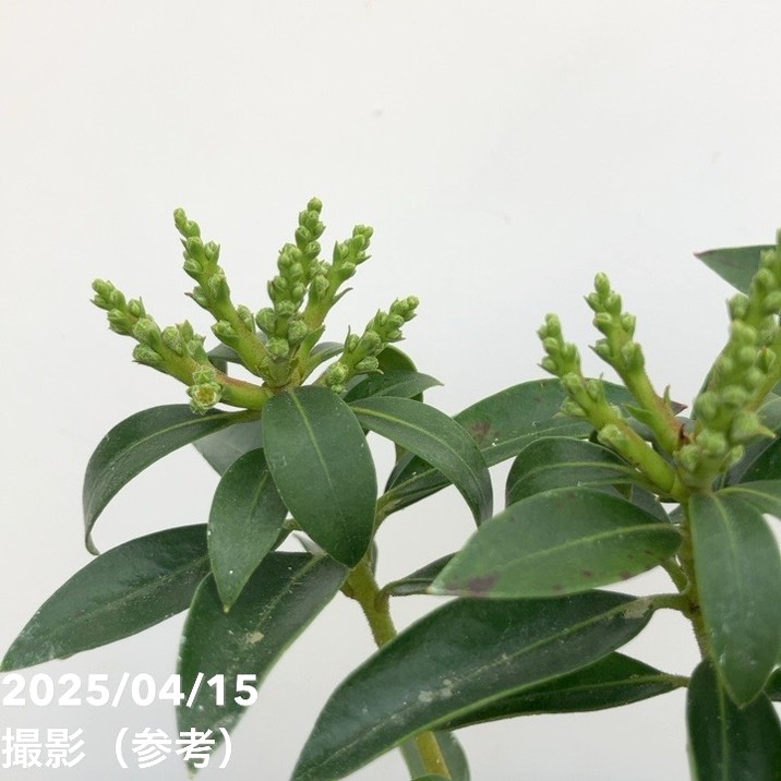 <花芽付き>カルミア エルフ 4号|花木01-D1