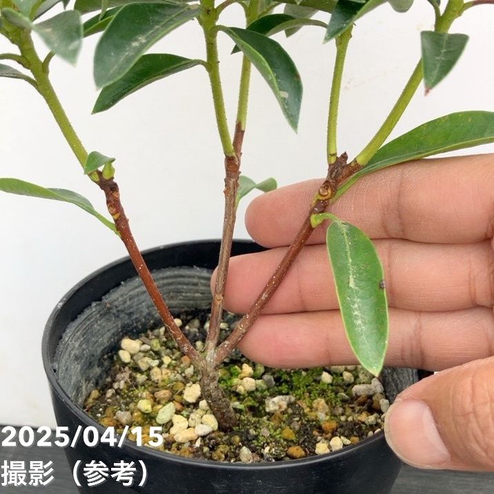 <花芽付き>カルミア エルフ 4号|花木01-D1