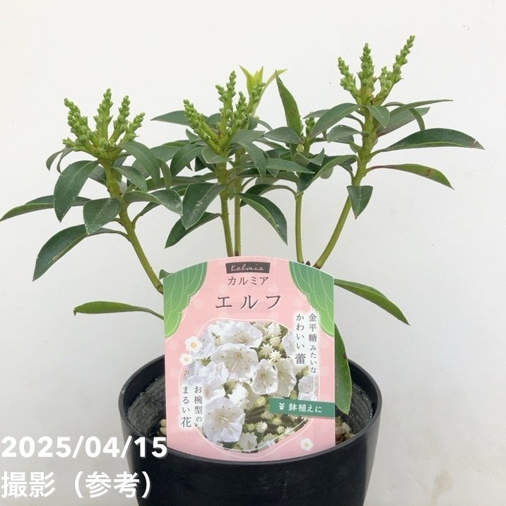 <花芽付き>カルミア エルフ 4号|花木01-D1