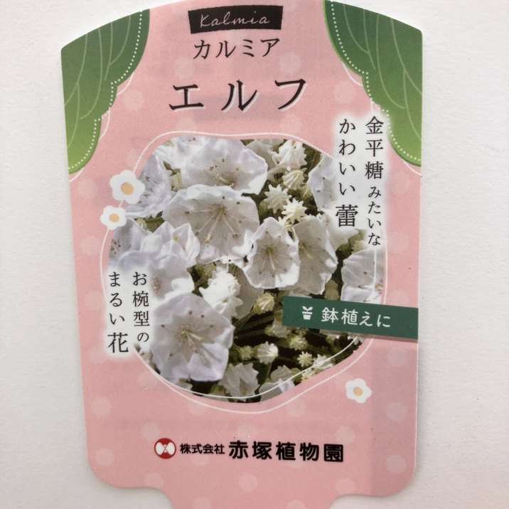 <花芽付き>カルミア エルフ 4号|花木01-D1