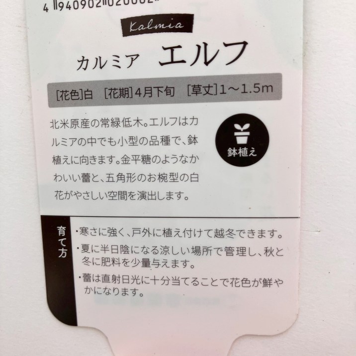 <花芽付き>カルミア エルフ 4号|花木01-D1