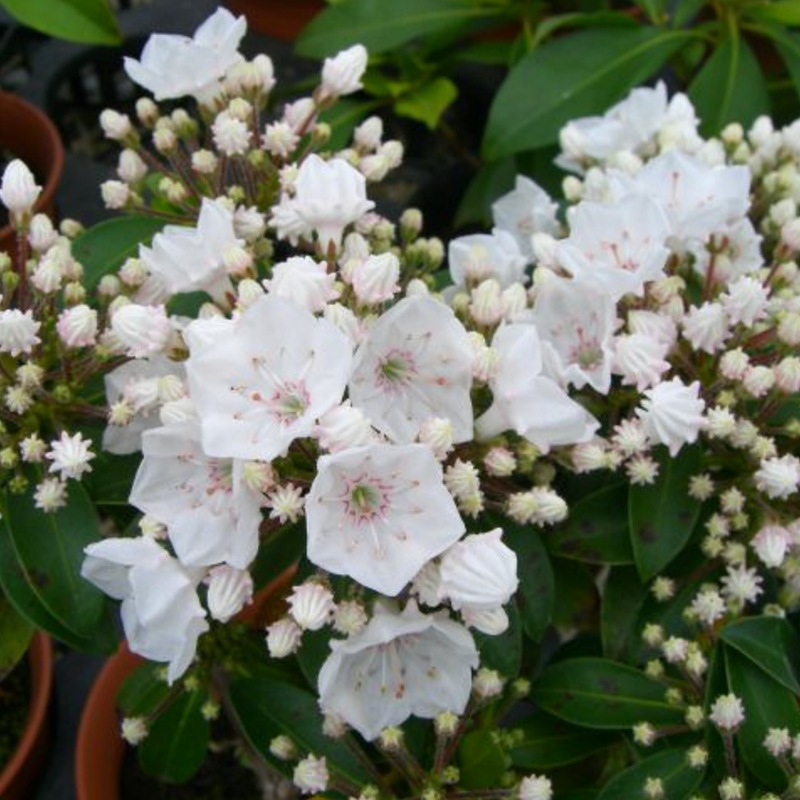 <花芽付き>カルミア エルフ 4号|花木01-D1