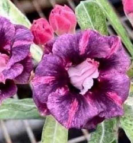 アデニウム オベスム 4号 Variegated Mutation（23）｜観葉01-D1