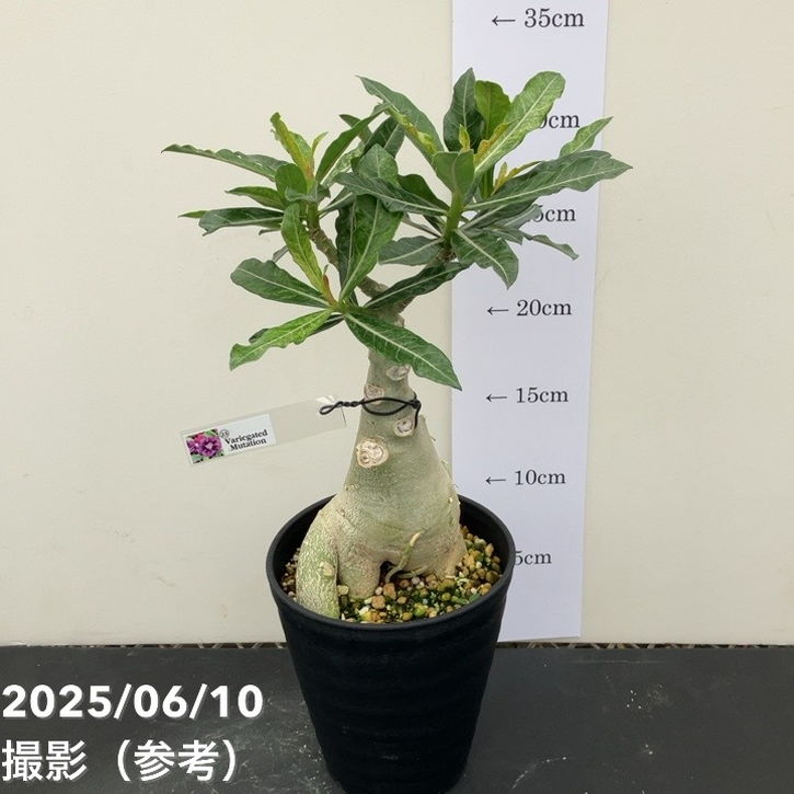 アデニウム オベスム 4号 Variegated Mutation（23）｜観葉01-D1