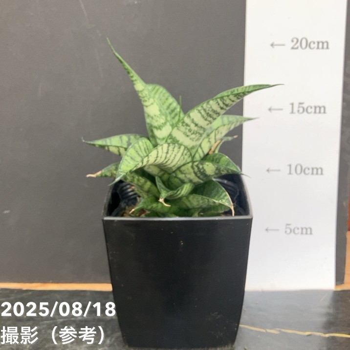 期間限定10％OFF！】サンスベリア 4号 ピアノ Piano 角プラ鉢仕様