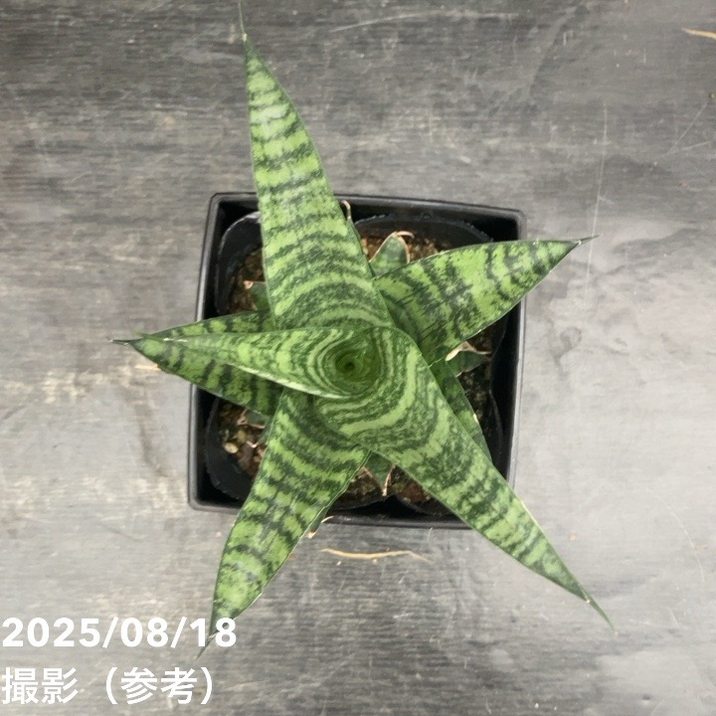 サンスベリア 4号 ピアノ Piano 角プラ鉢仕様｜観葉02-D2 | 観葉・多肉