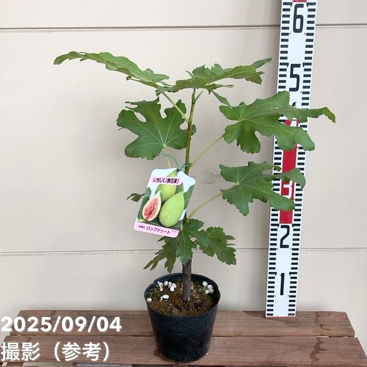 イチジク ロングドゥート 4.5号 1年生｜果樹04-PA | 果樹,イチジク