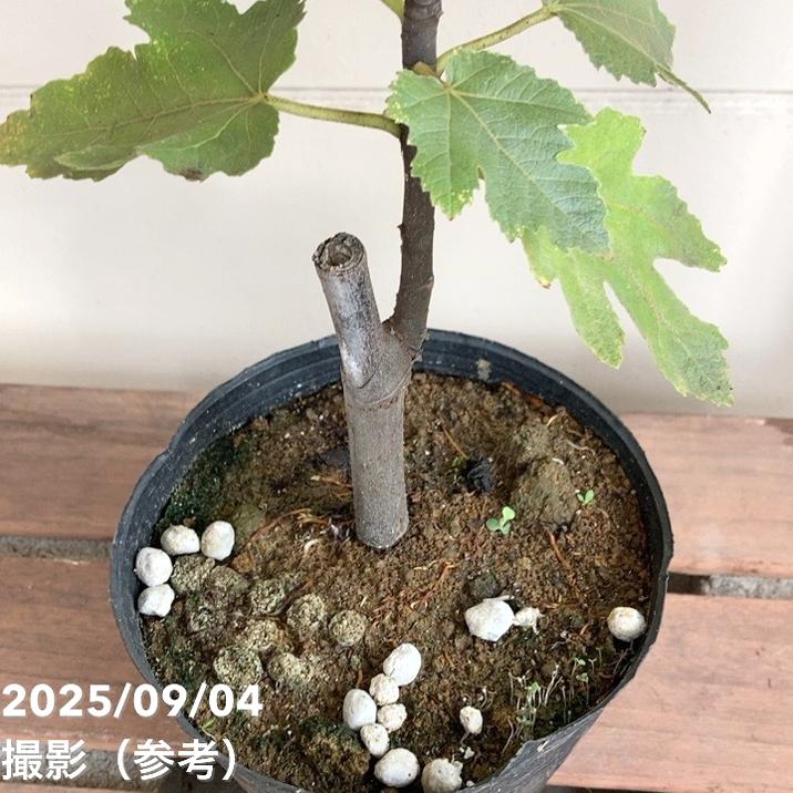 イチジク ロングドゥート 4.5号 1年生｜果樹04-PA | 果樹,イチジク